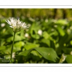 ail des ours (Allium ursinum)