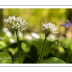 ail des ours (Allium ursinum)