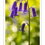 Jacinthe des bois ou Jacinthe sauvage (Hyacinthoides non-scripta) en forêt