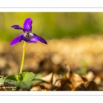 Violette des bois (Violette de Reichenbach, Viola reichenbachiana)