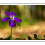 Violette des bois (Violette de Reichenbach, Viola reichenbachiana)