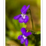 Violette des bois (Violette de Reichenbach, Viola reichenbachiana)