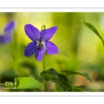 Violette des bois (Violette de Reichenbach, Viola reichenbachiana)