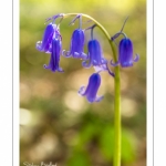 Jacinthe des bois ou Jacinthe sauvage (Hyacinthoides non-scripta) en forêt