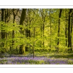 Jacinthe des bois ou Jacinthe sauvage (Hyacinthoides non-scripta) en forêt