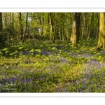 Jacinthe des bois ou Jacinthe sauvage (Hyacinthoides non-scripta) en forêt