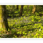 Jacinthe des bois ou Jacinthe sauvage (Hyacinthoides non-scripta) en forêt