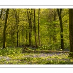 Jacinthe des bois ou Jacinthe sauvage (Hyacinthoides non-scripta) en forêt