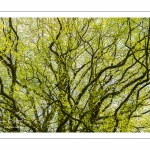 Hêtre centenaire en forêt de Crécy