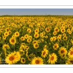 Champ de Tournesols