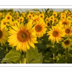 Champ de Tournesols