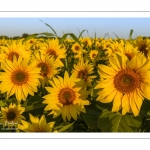 Champ de Tournesols