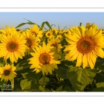 Champ de Tournesols