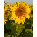 Champ de Tournesols