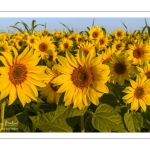 Champ de Tournesols