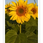 Champ de Tournesols