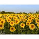 Champ de Tournesols