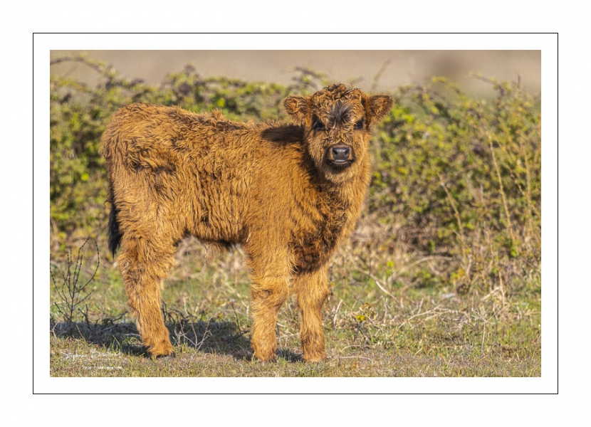 veau Highland Cattle