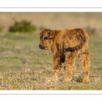 veau Highland Cattle