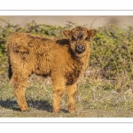 veau Highland Cattle