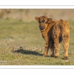 veau Highland Cattle