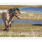 Poney Fjord au Hâble
