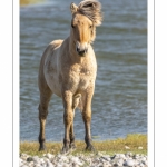 Poney Fjord au Hâble