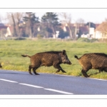 un groupe de sangliers (laies et marcassins) traverse la route