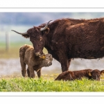 Vache Salers qui fait la toilette de son veau