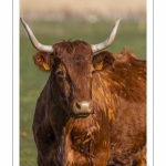 Vache de race Salers au Hâble d'Ault