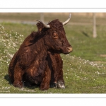 Vache de race Salers au Hâble d'Ault