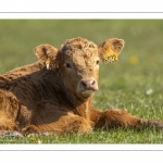 veau  de race Salers au Hâble d'Ault