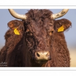 Vache de race Salers au Hâble d'Ault