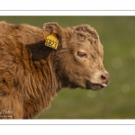 veau  de race Salers au Hâble d'Ault