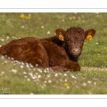 veau  de race Salers au Hâble d'Ault