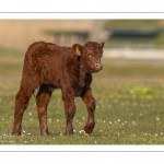 veau  de race Salers au Hâble d'Ault