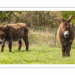 France, Somme (80), Baie de Somme, Cayeux-sur-mer, La Mollière d'Aval, Brighton, Anes du poitou en pâture // France, Somme (80), Baie de Somme, Cayeux-sur-mer, La Mollière d'Aval, Brighton, Donkeys on pasture