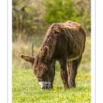 France, Somme (80), Baie de Somme, Cayeux-sur-mer, La Mollière d'Aval, Brighton, Anes du poitou en pâture // France, Somme (80), Baie de Somme, Cayeux-sur-mer, La Mollière d'Aval, Brighton, Donkeys on pasture