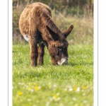 France, Somme (80), Baie de Somme, Cayeux-sur-mer, La Mollière d'Aval, Brighton, Anes du poitou en pâture // France, Somme (80), Baie de Somme, Cayeux-sur-mer, La Mollière d'Aval, Brighton, Donkeys on pasture