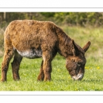 France, Somme (80), Baie de Somme, Cayeux-sur-mer, La Mollière d'Aval, Brighton, Anes du poitou en pâture // France, Somme (80), Baie de Somme, Cayeux-sur-mer, La Mollière d'Aval, Brighton, Donkeys on pasture