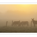 Anes en pâture dans la brume matinale