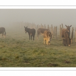 Anes en pâture dans la brume matinale