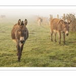 Anes en pâture dans la brume matinale