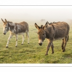 Anes en pâture dans la brume matinale