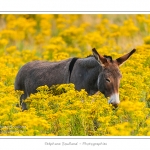 Anes en pÃ¢ture dans une prairie couverte de sÃ©neÃ§on de Jacob, encore appelÃ© sÃ©neÃ§on JacobÃ©e, plante toxique. Sa toxicitÃ© est due Ã  l'alcaloÃ¯de pyrrolizidine, une substance contenue dans la plante. Cette molÃ©cule n'est pas toxique en soi pour les humains et les animaux, mais les produits de sa dÃ©gradation dans l'organisme le sont. Ils sont notamment nocifs pour le foie. Une exposition aiguÃ« (ponctuelle) relativement forte Ã  ces substances peut Ãªtre mortelle tandis qu'une faible exposition chronique peut conduire Ã  des cancers du foie. Saison : Ã©tÃ© - Lieu : Cayeux-sur-mer / Brighton,Somme, Picardie, France