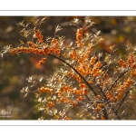 branche d'argousier (Hippophae rhamnoides)