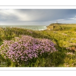 Arméries maritimes (Armeria maritima ou gazon d'Espagne) en fleurs au cap Gris-Nez