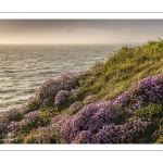 Arméries maritimes (Armeria maritima ou gazon d'Espagne) en fleurs au cap Gris-Nez