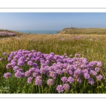 Arméries maritimes (Armeria maritima ou gazon d'Espagne) en fleurs au cap Gris-Nez