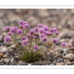 Armérie maritime (Armeria maritima), œillet marin, gazon d'Olympe, gazon d'Espagne - Série " La flore du Hâble d'Ault"